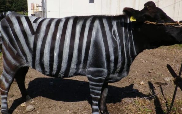 جاپانی محققین نے گائے پر زیبرا جیسا رنگ کرکے نوبل انعام حاصل کرلیا