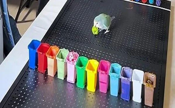 پالتو طوطے نے کم وقت میں رنگوں کی شناخت سے ریکارڈ قائم کر دیا