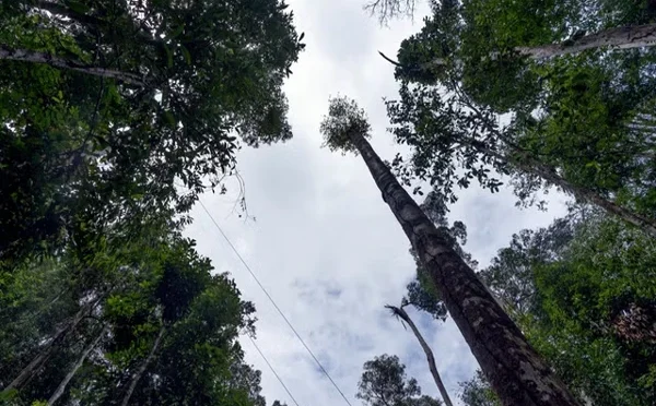 ایمازون کے برساتی جنگلات مزید قدآور ہو رہے ہیں: تحقیق