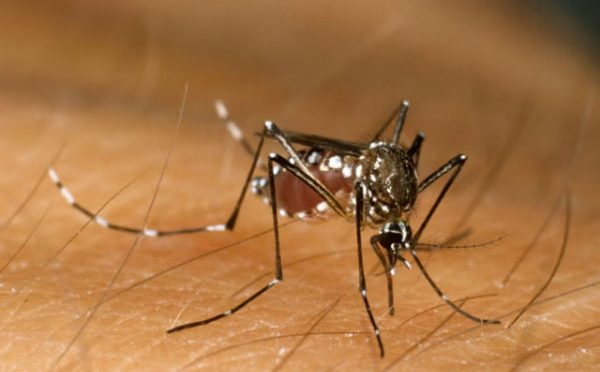 راولپنڈی میں ڈینگی مچھروں کے حملوں میں مزید شدت آگئی