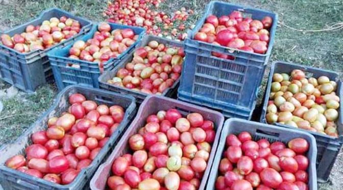 بدین میں بارشوں سے فصل تباہ ہونے پر ٹماٹر کی قیمتیں آسمان پر پہنچیں، نئی فصل کا انتظار