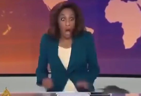 عرب چینل کی لائیو نشریات کے دوران اسٹوڈیو میں چوہا گھس آیا