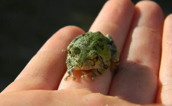 کمر درد دور کرنے کیلئے 8 زندہ مینڈک کھانے والی معمر خاتون اسپتال پہنچ گئیں