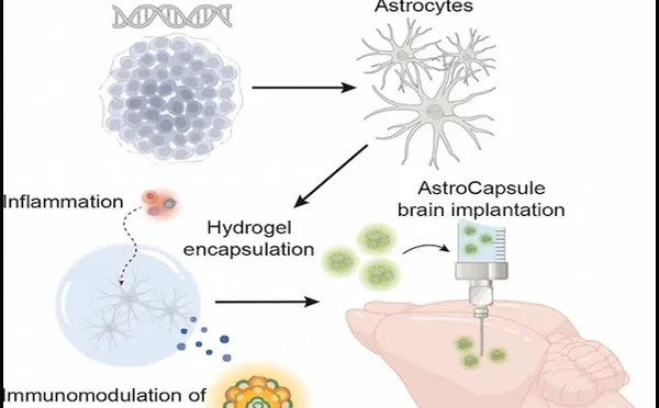 دماغی بیماری کیخلاف لڑنے والے ’آسٹروکیپسولز‘