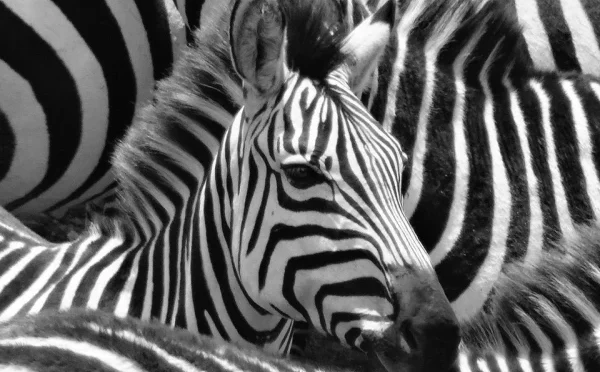 زیبرا میں سفید اور کالی دھاریاں کیسے اور کیوں بنتی ہیں؟