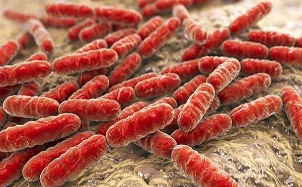 مائیکروپلاسٹکس انسان کے پیٹ کے بیکٹیریا توازن بدل رہے ہیں: تحقیق