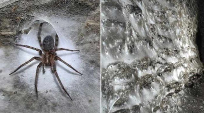 یورپ کے تاریک غار میں دنیا کا سب سے بڑا مکڑی کا جال دریافت