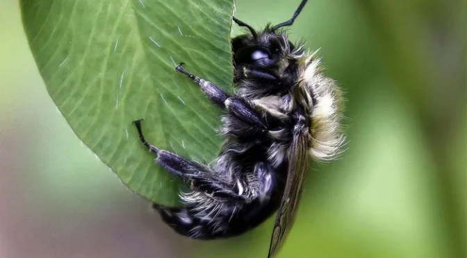 سائنسدانوں نے ’شیطانی مکھی‘ دریافت کرلی