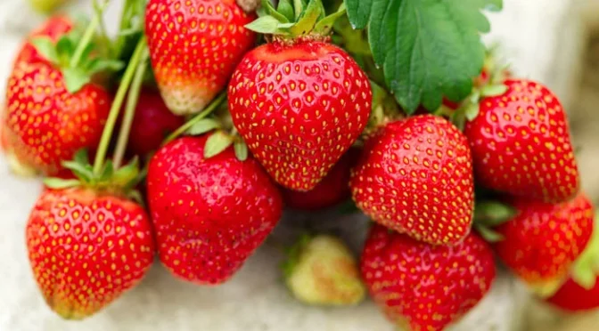 اسٹرابیری کے روزانہ استعمال سے جسم پر کیا اثرات پڑتے ہیں؟