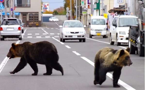 ریچھوں کے بڑھتے حملوں سے نمٹنے کیلئے جاپانی حکومت کا انوکھا اقدام