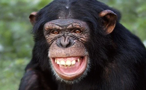 چمپینزی بھی انسانوں کی طرح سوچنے کی صلاحیت رکھتے ہیں: تحقیق