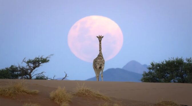 اس تصویر نے لوگوں کو دنگ کیوں کر دیا؟