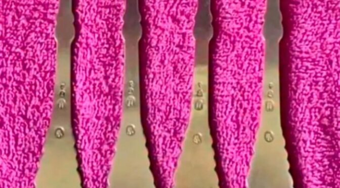 اس وائرل تصویر میں ایسا کیا چھپا ہے جو لوگوں کے ذہن گھمانے کا باعث بن رہا ہے؟