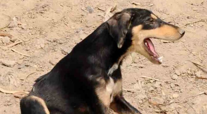 کراچی: پولیو ڈیوٹی پر تعینات پولیس اہلکار کو کتے نے کاٹ لیا، ہسپتال منتقل