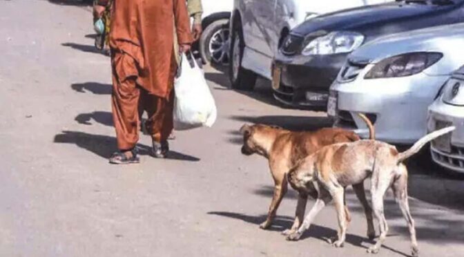 کراچی: 24 گھنٹوں کے دوران سگ گزیدگی کا شکار مزید 2 زیرِعلاج افراد دم توڑ گئے