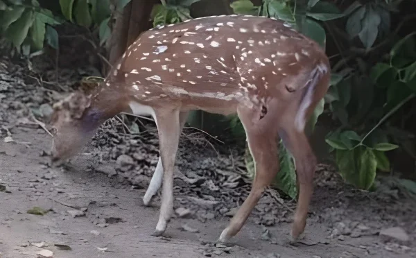 لاہور؛ نر ہرن کے حملے میں دو کم عمر ہرن ہلاک
