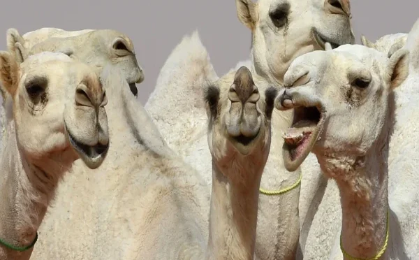 اونٹوں کا مقابلہ حسن، خوبصورتی کیلئے بوٹوکس کے استعمال پر کئی اونٹ مقابلے سے باہر