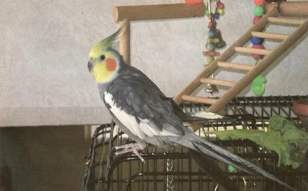 دنیا کا سب سے معمر کاکٹیل