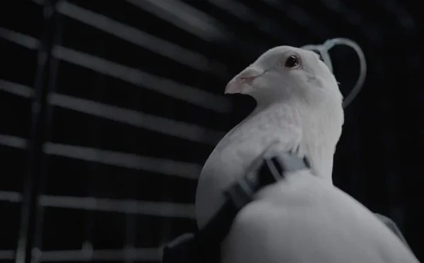 روسی کمپنی کا کبوتروں کو نگران ڈرون میں تبدیل کرنے کا دعویٰ