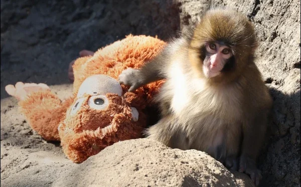 ’’پنچ‘‘ کی تنہائی بالآخر دور ہوگئی، وائرل ویڈیو نے پوری دنیا کو متاثر کردیا