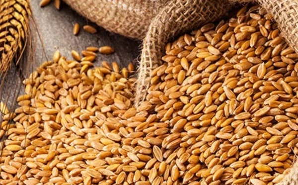 پاسکو کے پاس موجود 5 لاکھ میٹرک ٹن گندم مسابقتی بولی کے ذریعے فروخت کرنے کی منظوری