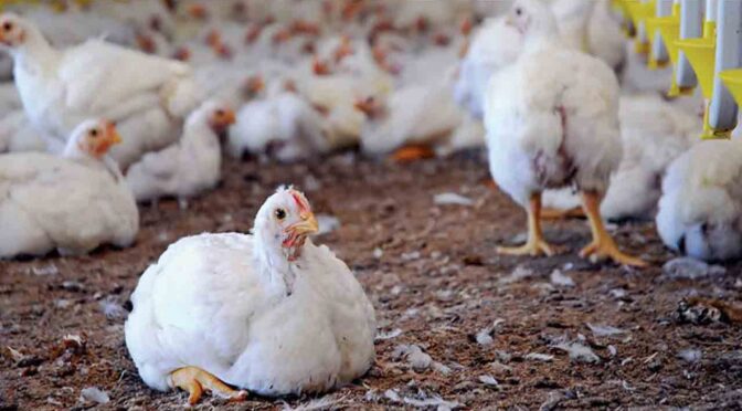 برائلر گوشت 595 روپے کلو کی قیمت پر برقرار