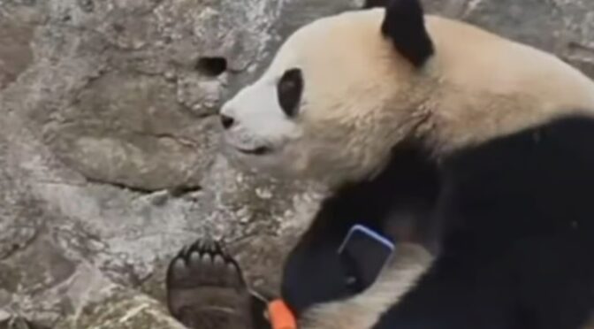 ایک شخص کا فون گرنے پر پانڈا نے اسے واپس کرنے سے انکار کر دیا