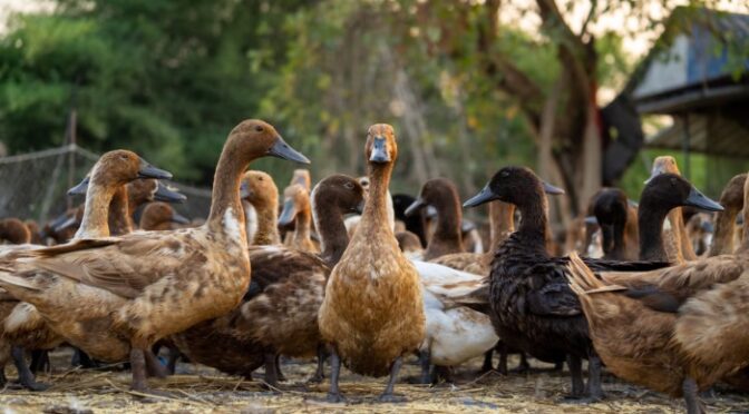 چین میں ذبح کرنے پربطخ کے پیٹ سے لاکھوں روپوں کا سونا نکل آیا
