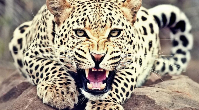 بھارت: تیندوے نے مزدور پر حملہ کر کے اس کی جان لے لی