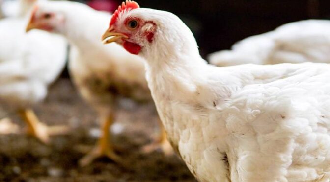 برائلربھی غریب کی پہنچ سے باہر، قیمت بیف کے قریب پہنچ گئی