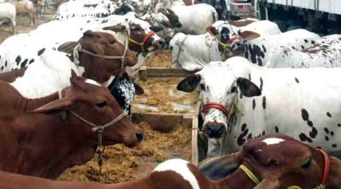 6 مویشی منڈیاں 349.5 ملین روپے میں نیلام، کیش لیس نظام نافذ کرنے کا فیصلہ