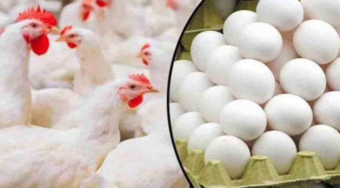 برائلر گوشت کے نرخ میں کمی، قیمت 591 روپے کلو مقرر