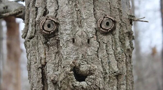 روزمرہ کی اشیا میں چہرے نظر آتے ہیں؟ تو اس کی دلچسپ وجہ جانیں