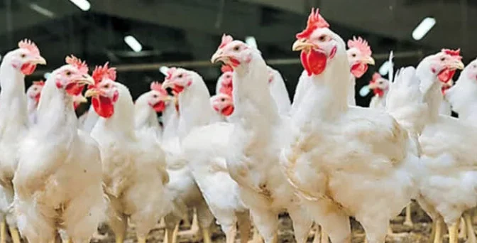 چکن کی 50 ہزار دکانیں بند، وجہ سامنے آگئی