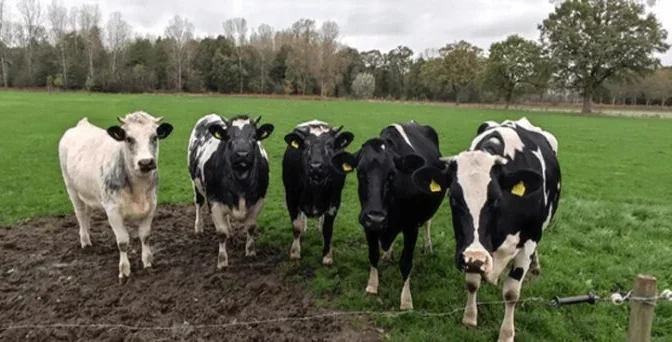 پرائمری اسکول میں 5 گائیوں کا داخلہ، لوگوں کو خوشگوار حیرت