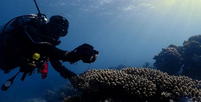 سمندر کی تہہ میں قدرتی لیبارٹری یا مستقبل کی فارمیسی؟ حیرت انگیز دریافت