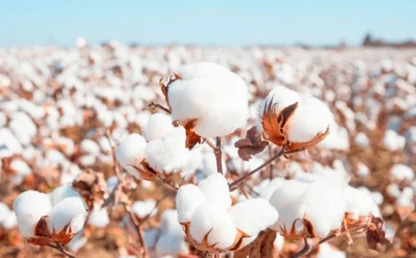 روئی کی قیمتیں دو سال کی نئی بلند ترین سطح پر پہنچ گئیں