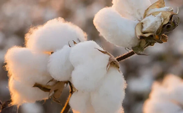 کاٹن ایکس چینج کی عمارت 4 ماہ سے سربمہر، پاکستان عالمی کاٹن مارکیٹس میں نمائندگی سے محروم