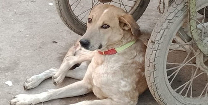 کتوں کے دماغ پر کی گئی تحقیق کے نتائج نے سب کو حیران کر دیا