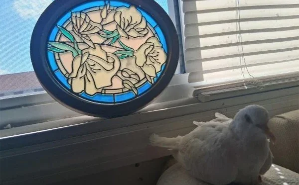 دنیا کی معمر ترین فاختہ