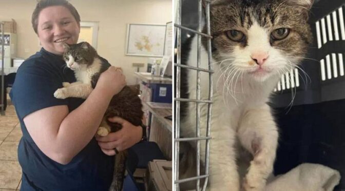 امریکہ: 5 سال سے گمشدہ بلی خاندان کو مل گئی