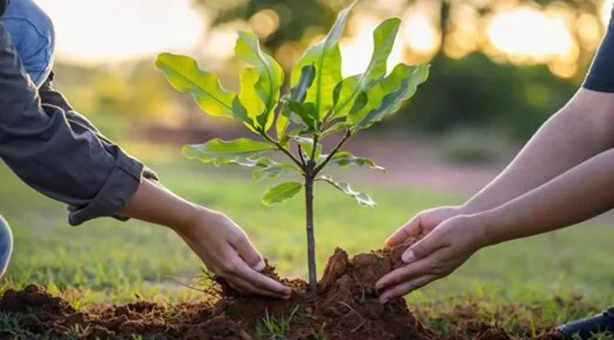 شہرکی خبریں جوہر ٹاؤن میں ’’پلانٹ فار پاکستان‘‘ بہار شجرکاری مہم کا افتتاح