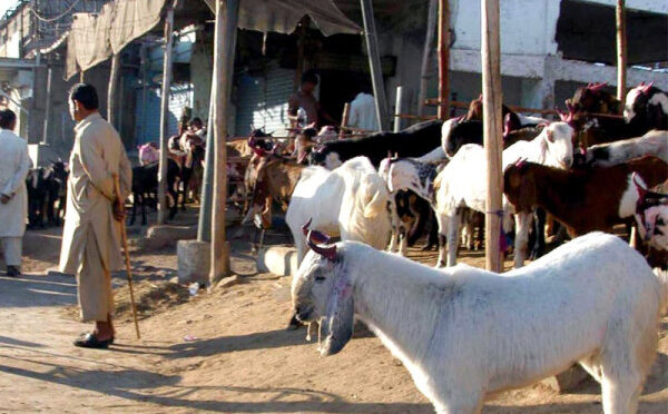 جہلم میں ٹنڈو اللہ یار سے بکرا منڈی لائے گئے 30 کے قریب بکرے ہلاک ہوگئے
