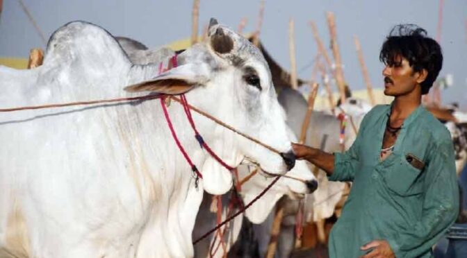شدید گرم موسم کے باعث قربانی کے جانوروں میں امراض پھیلنے لگے