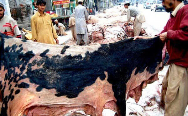قربانی کے جانوروں کی کھالوں کی وصولی سے متعلق ضابطہ اخلاق جاری