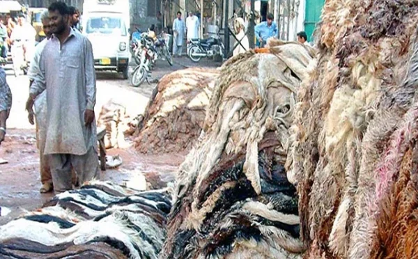 پنجاب بھر میں کالعدم تنظیموں کی جانب سے قربانی کی کھالیں اکٹھا کرنے پر پابندی