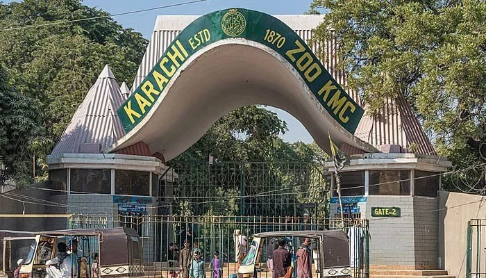 کراچی چڑیا گھر میں شیر کے بچے، چیمپینزی کی صحت غیر تسلی بخش