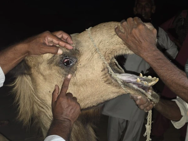 چھاچھرو میں اونٹنی کی آنکھیں نکالنے کا دلخراش واقعہ، 2 ملزمان گرفتار