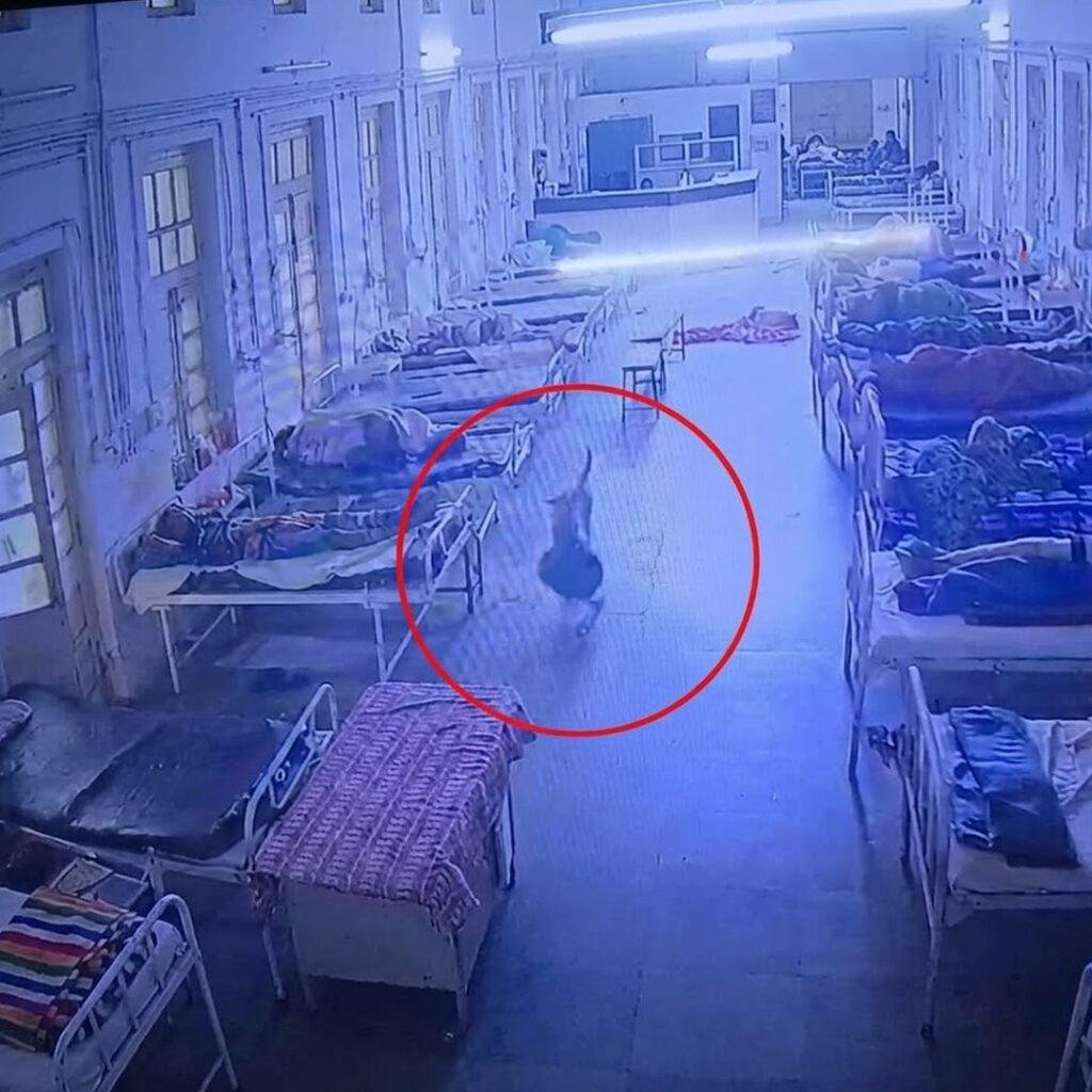 بھارت میں کتے کی انوکھی واردات، لاکھوں کے زیورات سے بھرا بیگ لے کر فرار